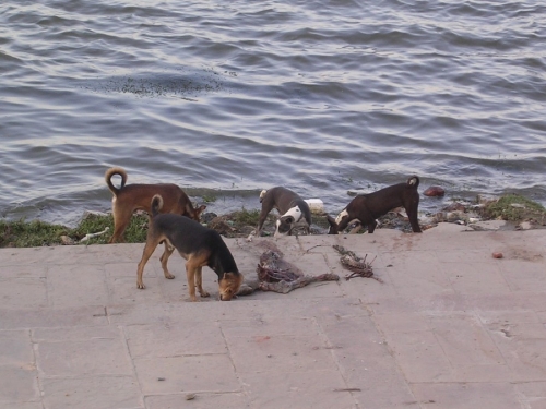 Life On The Ganges 42