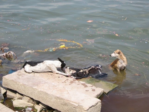 Life On The Ganges 50