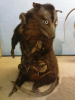 Taxidermy Gone Crazy 01