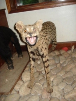 Taxidermy Gone Crazy 03