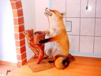 Taxidermy Gone Crazy 04