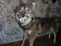 Taxidermy Gone Crazy 08