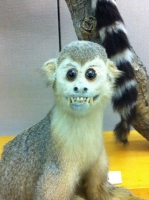 Taxidermy Gone Crazy 12