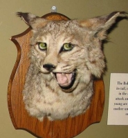 Taxidermy Gone Crazy 13