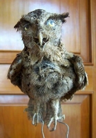 Taxidermy Gone Crazy 21