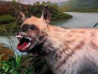 Taxidermy Gone Crazy 22