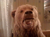 Taxidermy Gone Crazy 24