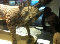 Taxidermy Gone Crazy 25