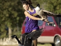 When Birds Attack