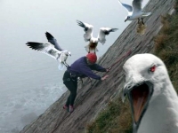 When_birds_attack_07