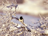 Winter_wonder_06