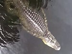Alligator Protects His Friends From Other Alligators
