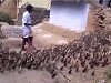 Amazing Bird Herder