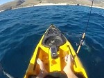 Angry Hammerhead Shark Harassing A Kayaker

