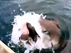 Asshole Shark Steals Fisherman Hard Fought Catch