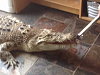 Aussie Family Have A Pet Crocodile That Gets Fed Inside The House