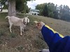 Aussie Farmer Feeding His Animals Is Kinda Hilarious