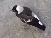 Aussie Guy Encounters A Sleepy Magpie