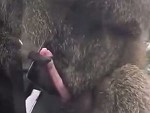 Baboon Having A Wank Isn't The Worst Thing That Happens
