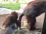 Baby Monkey Digging Where No Monkey Should Dig
