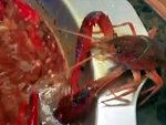Badass Crayfish Amputates Its Own Claw To Avoid The Hotpot
