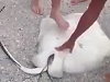 Beachgoers Help A Stingray Deliver Her Babies