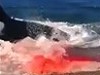 Beachgoers Witness Whales Destroying Lunch In The Shallows