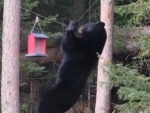 Bear Is A Determined Little Fucker
