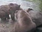 Bears Eat A Wolf While Its Mates Try To Save It
