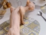 Beautiful Hairless Pussy
