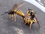 Bee Sex Commentary Is Too Funny
