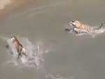 Bird Manages To Elude The Tigers At Least For A While Anyway
