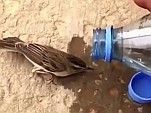 Bird Rescuer Wasn't Expecting That
