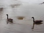 Birds Swim Dangerously Close To A Sinkhole Will They Or Wont They
