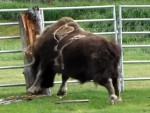 Bison Vs Tree Stump: Who Will Win?
