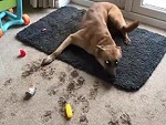 Bored Dogs Can Be Very Destructive
