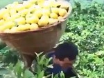 Bountiful Harvest Compilation
