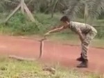 Brave Man Tangling With A Very Large Snake
