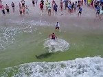Bravely Saves A Hammerhead Shark Caught In A Fishing Net
