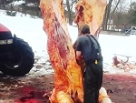 Butcher Butchering A Significant Beast
