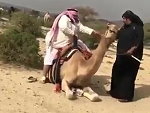 Camel Isn't Happy With The Fatness
