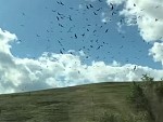 Cannot Explain How These Birds Are Frozen In The Sky
