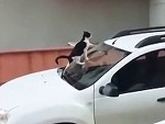 Cat Doesn't Appreciate You Parking There
