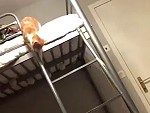 Cat Successfully Or Unsuccessfully Navigates The Ladder
