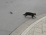 Cat Thought The Rat Would Be An Easy Kill
