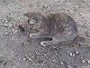 Cat Was Too Busy Playing With The Mouse To Realise It Was Almost Gone