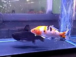Catfish Eats A Same Sized Fish
