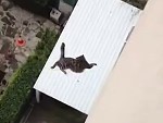 Cats Do Indeed Always Land On Their Feet
