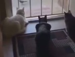 Cats Have No Idea What They're In For
