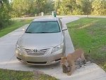 CCTV Captures The End Of A Family's Pet Cat
